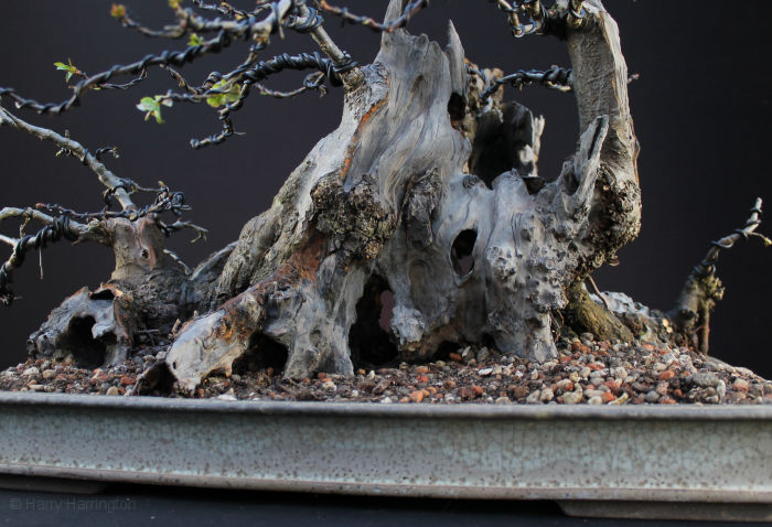 Crab Apple Bonsai Carving and Styling